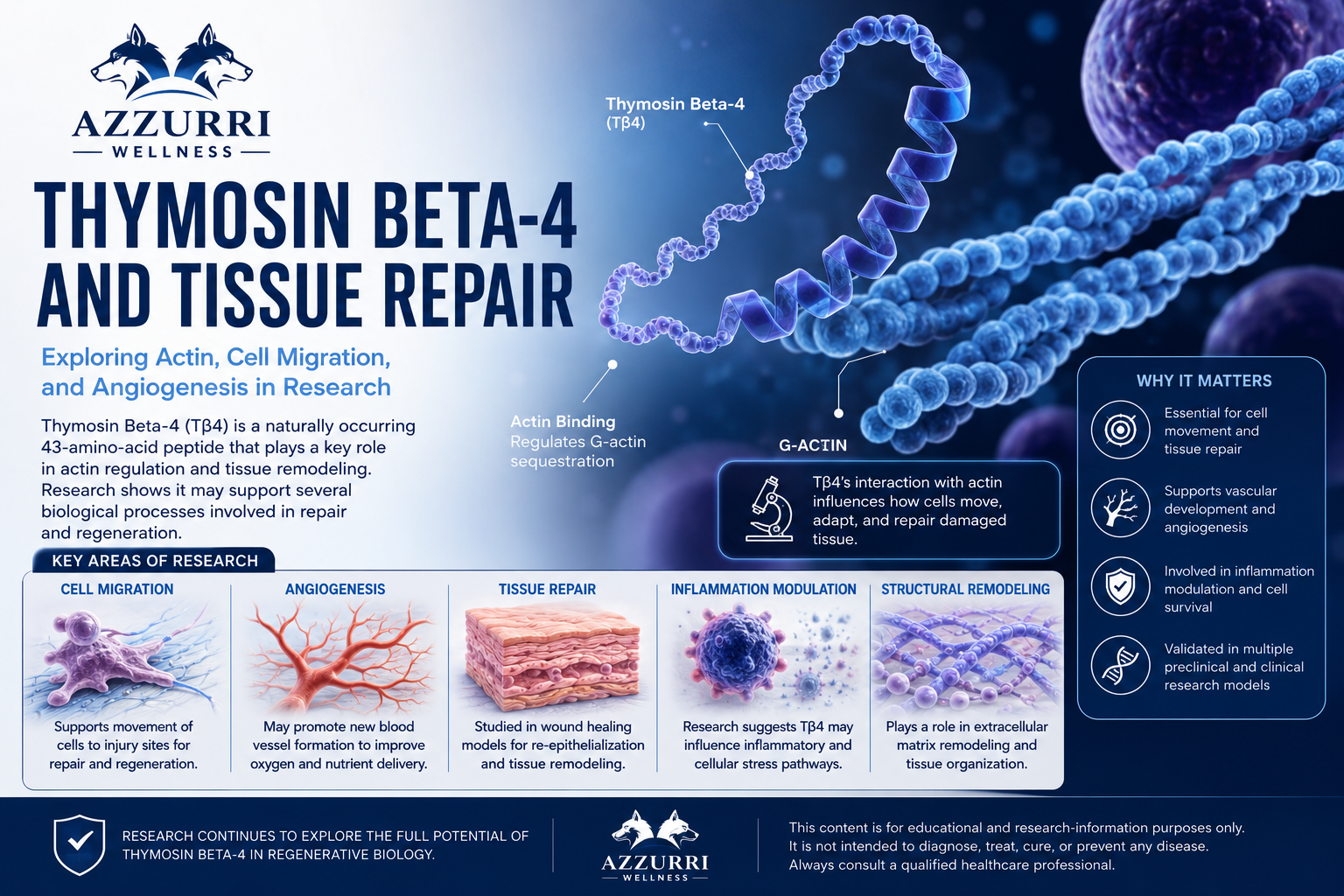 Thymosin Beta-4 and Tissue Repair: What Research Shows About Actin, Cell Migration, and Angiogenesis