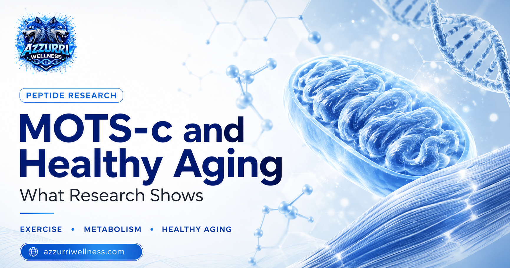 MOTS-c and Healthy Aging: What Research Shows